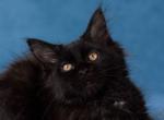 Naomi MCO - Maine Coon Cat For Sale - Brooklyn, NY, US