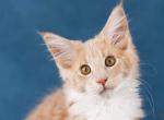 Nicolas - Maine Coon Cat For Sale - Brooklyn, NY, US