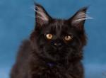 Milan - Maine Coon Cat For Sale - Brooklyn, NY, US