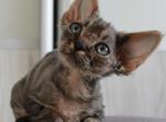 Pele - Devon Rex Cat For Sale - Brooklyn, NY, US