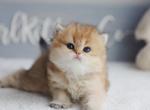 Diamond - British Shorthair Cat For Sale - Minneapolis, MN, US