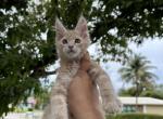 Peach - Maine Coon Cat For Sale - Hollywood, FL, US