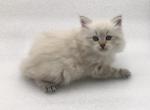 Lilly - Siberian Cat For Sale - North Port, FL, US