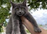 Grace - Maine Coon Cat For Sale - Hollywood, FL, US