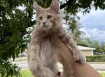 Fred - Maine Coon Cat For Sale - Hollywood, FL, US