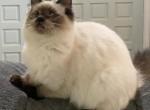 Ragdoll sealpoint female soft on Sale - Ragdoll Cat For Sale - Salem, OR, US