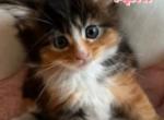 April - Maine Coon Cat For Sale - Manchester Township, NJ, US