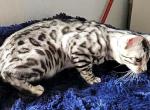 Silver Male Condor - Bengal Cat For Sale - Bradner, OH, US