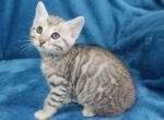 Hawaii - Bengal Cat For Sale - Boston, MA, US