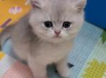 British Blue Golden Chinchilla - British Shorthair Kitten For Sale - Parkland, FL, US
