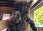 Archee black mainecoon boy - Maine Coon Cat For Sale - New York, NY, US