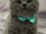British Shorthair Blue Male is available for reser - British Shorthair Cat For Sale - Clearwater, FL, US