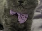British Longhair Blue Male is available - British Shorthair Cat For Sale - Clearwater, FL, US
