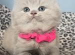 British Longhair Lilac Female is available - British Shorthair Cat For Sale - Clearwater, FL, US