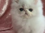 Aphrodite - Persian Cat For Sale - Hollywood, FL, US