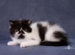 Rozzie - Exotic Cat For Sale - Hollywood, FL, US