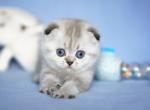 Fay - Scottish Fold Cat For Sale - Hollywood, FL, US