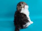 Kiss - Scottish Fold Cat For Sale - Hollywood, FL, US