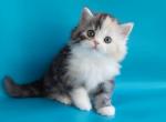 Kyara - Scottish Straight Cat For Sale - Norwalk, CT, US