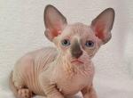 Aron - Sphynx Cat For Sale - Norwalk, CT, US