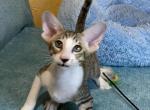 Fray - Oriental Cat For Sale - Pembroke Pines, FL, US