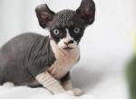 Busya Elf - Sphynx Cat For Sale - Norwalk, CT, US