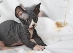 Bars Bambino - Sphynx Cat For Sale - Norwalk, CT, US