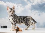 Krispy - Bengal Cat For Sale - Miami, FL, US