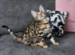 Simba - Bengal Cat For Sale - Miami, FL, US