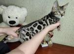 Dambo Bengal - Bengal Cat For Sale - Miami, FL, US