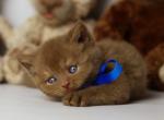 Deny - British Shorthair Cat For Sale - Miami, FL, US