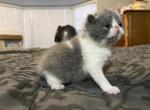 Lilac Exotic Shorthair Persian - Exotic Kitten For Sale - Ozark, AL, US