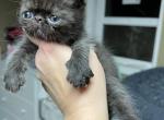 Female black Shorthair Persian - Exotic Kitten For Sale - Ozark, AL, US