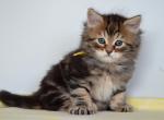 Kirby - Siberian Cat For Sale - Norwalk, CT, US