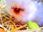 Buttercup - Persian Cat For Sale - Lincoln, NE, US