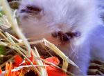 Butterfly - Persian Cat For Sale - Lincoln, NE, US