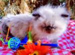 Benedict - Persian Cat For Sale - Lincoln, NE, US