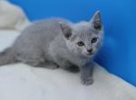 Russian Blue Male and female - Russian Blue Kitten For Sale - Springfield, MA, US