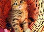 Xavier - Scottish Fold Cat For Sale - New York, NY, US