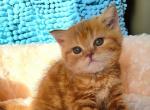 Summer - Scottish Fold Cat For Sale - New York, NY, US