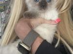 gucci - Siamese Cat For Sale - Mount Prospect, IL, US