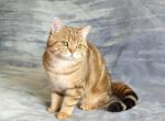 Izzy - British Shorthair Cat For Sale - Chicago, IL, US