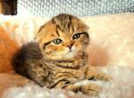 Chase - Scottish Fold Cat For Sale - New York, NY, US