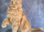 Diana - Maine Coon Cat For Sale/Retired Breeding - Staten Island, NY, US