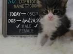 Bowser - Maine Coon Cat For Sale - Braham, MN, US