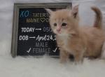 Princess Daisy - Maine Coon Cat For Sale - Braham, MN, US