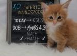 Princess Peach - Maine Coon Cat For Sale - Braham, MN, US