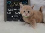 Luigi - Maine Coon Cat For Sale - Braham, MN, US