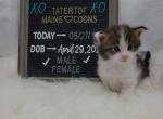 Sheldon - Maine Coon Kitten For Sale - Braham, MN, US