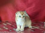 Charming scottish boy Mishka - Scottish Fold Cat For Sale - Dallas, TX, US